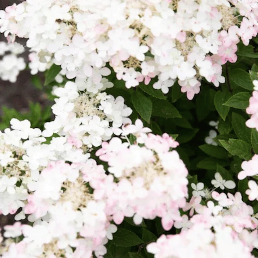 A Living Touch of Pink® bugás hortenzia rózsaszínnel enyhén bemosódott virágai ősz elején jelentkeznek.