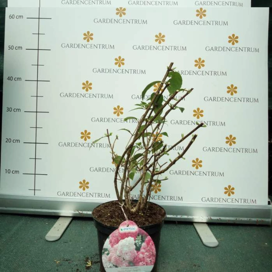 Visszametszett, edzett Vanille Fraise bugás hortenzia augusztusban, kertészetünkben.