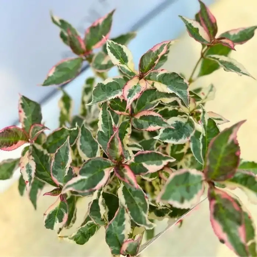 Hydrangea serrata Euphoria Pink CS15 - Fűrészeslevelű hortenzia