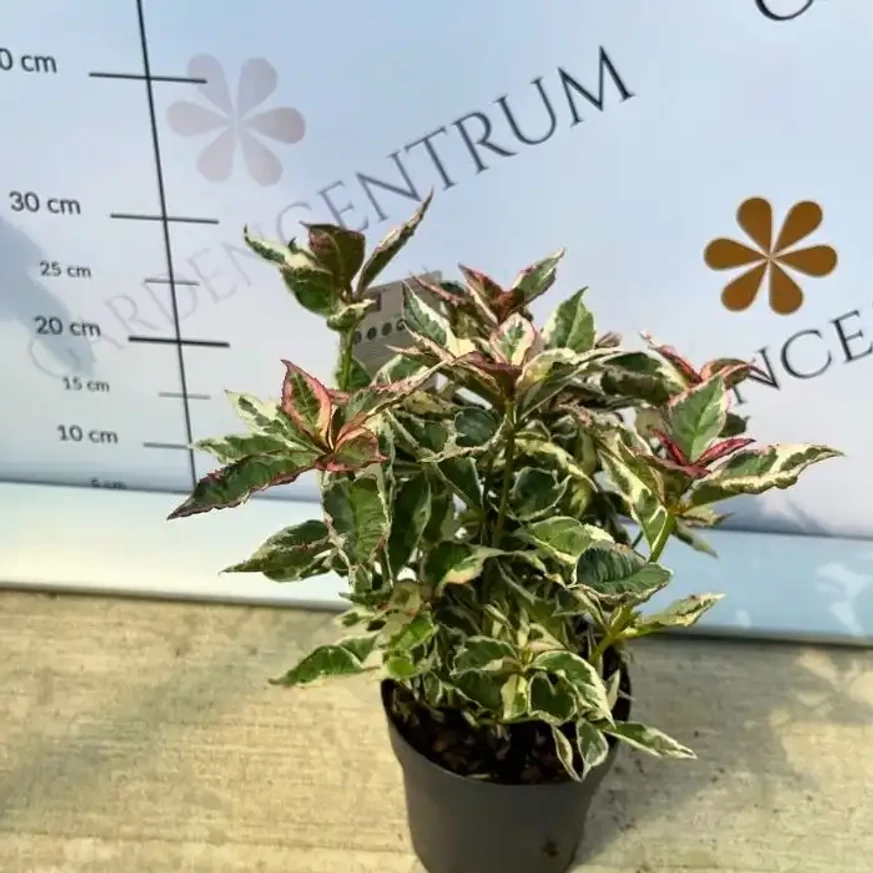 Hydrangea serrata Euphoria Pink CS15 - Fűrészeslevelű hortenzia