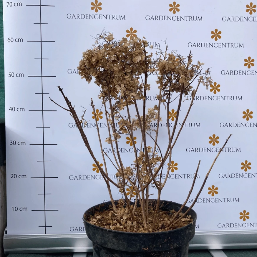 Hydrangea paniculata Bobo K5 - Bugás hortenzia