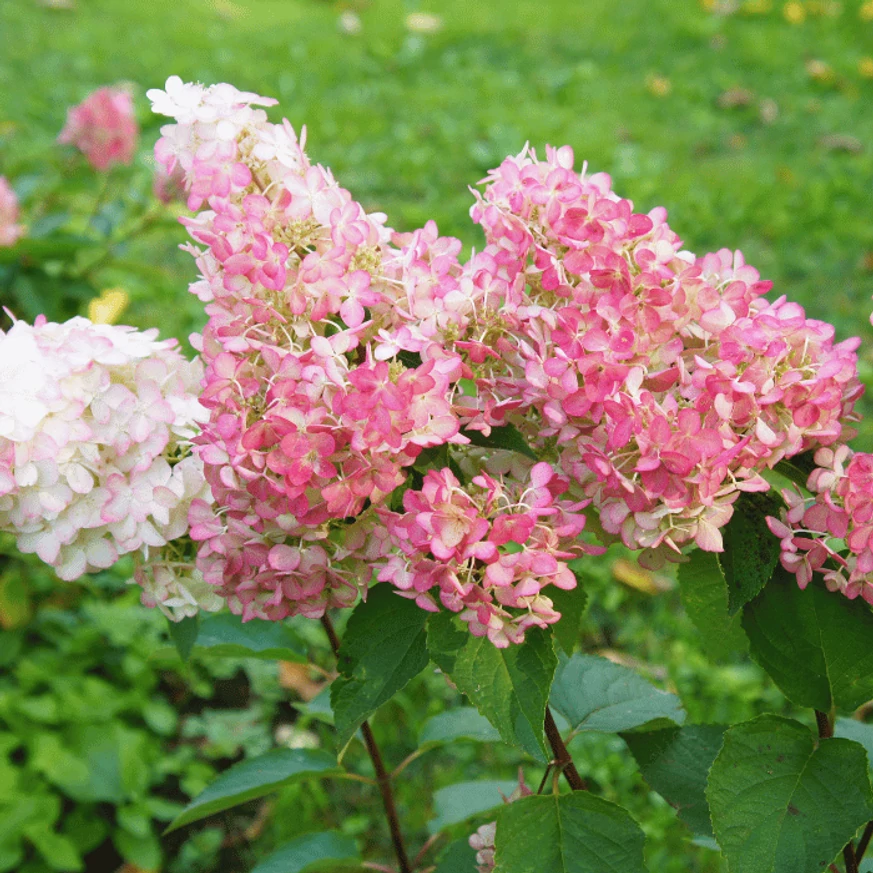 Csodás virágszínű, hatalmas bugákat növesztő Vanille fraise bugás hortenzia.