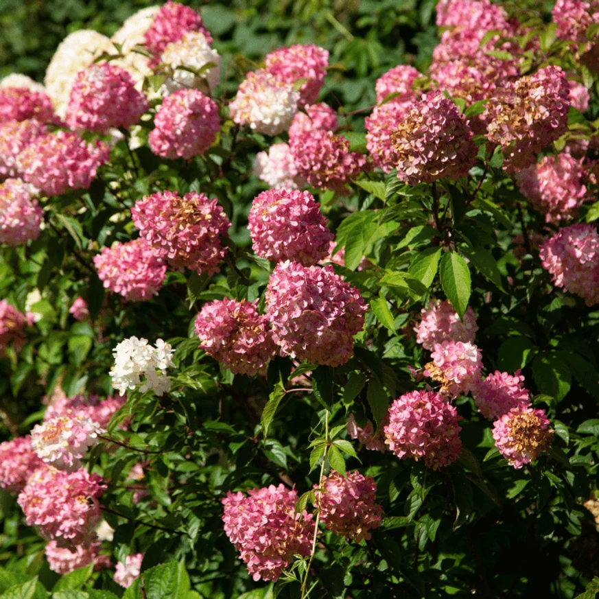 Vannille fraise bugás hortenzia bokor teljes nyílásban.