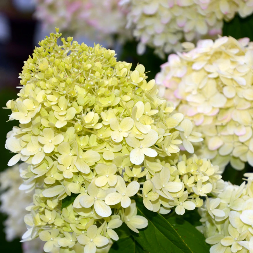 Kezdetben zöldes virága fehérbe megy át a Hydrangea panicualat Limelight hortenziának.