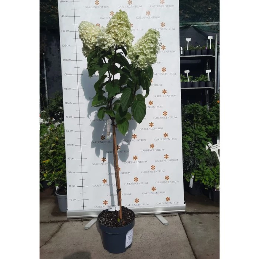 Hydrangea paniculata MT60 Silver Dollar hortenzia fa szeptemberi állapota kertészetünkben. 