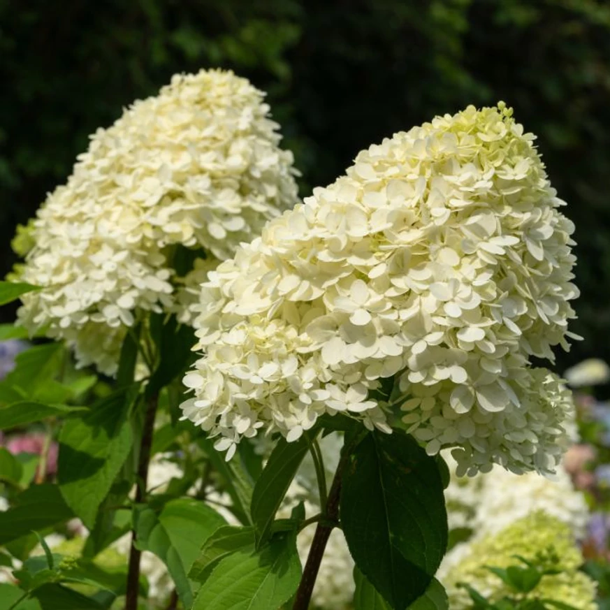 Hydrangea paniculata Polar Bear tömött fehér virágbugái nyáron.