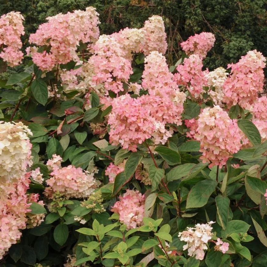 Hydrangea paniculata Polar Bear rózsaszínre szineződő virágai. 
