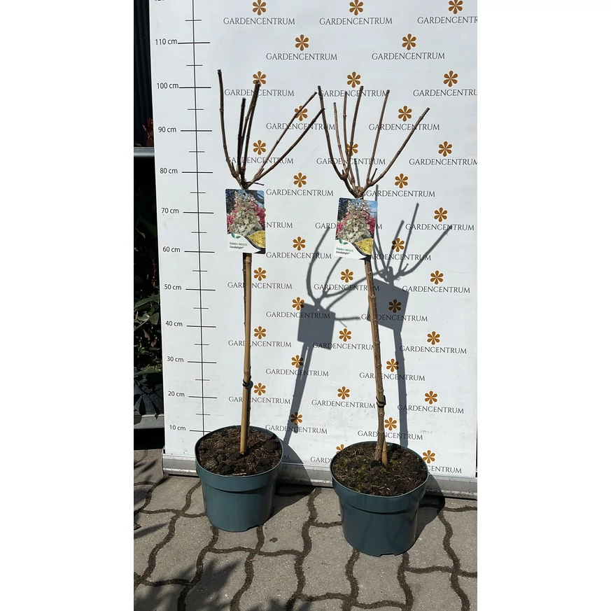 Candlelight bugás hortenzia 60 cm magas törzsre nevelt formában március végén.