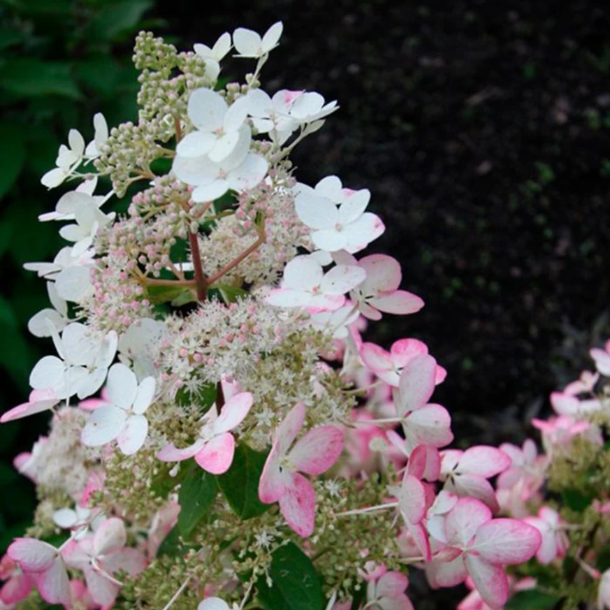 Az Angel's Blush bugás hortenzia virágzatán steril és termékeny virágok is találhatóak.