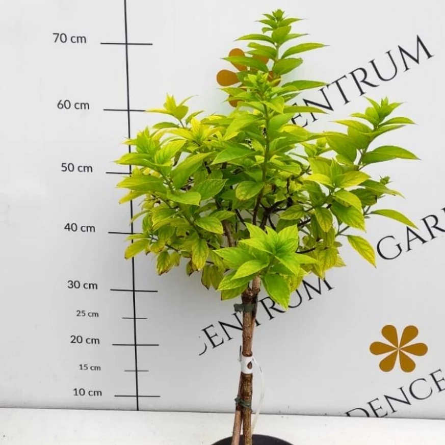Törzses Hydrangea paniculata Limelight fácska kinézete kertészetünkben.