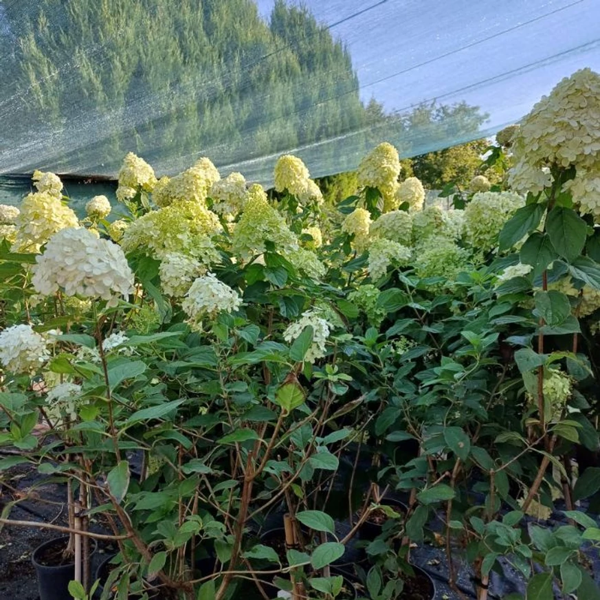 A Hydrangea paniculata Limelight MT60 augusztusi virágzó állapota.