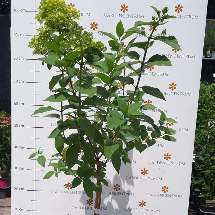 Limelight bugás hortenzia minifa, 60 cm törzsmagassággal.