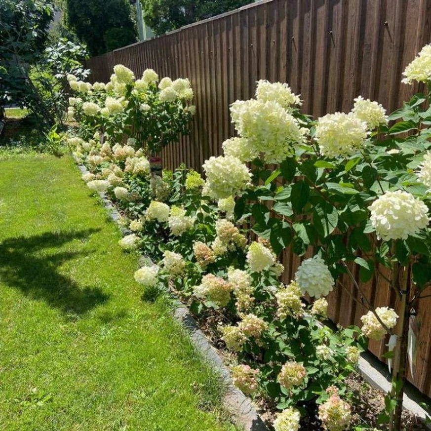 Hydrangea paniculata Limelight MT70 - Bugás hortenzia fa