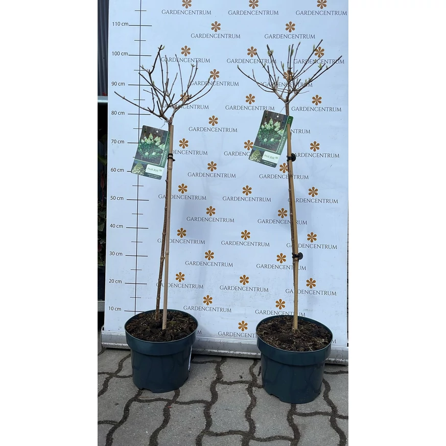 Hydrangea paniculata Polar Bear MT60 - Bugás hortenzia fa