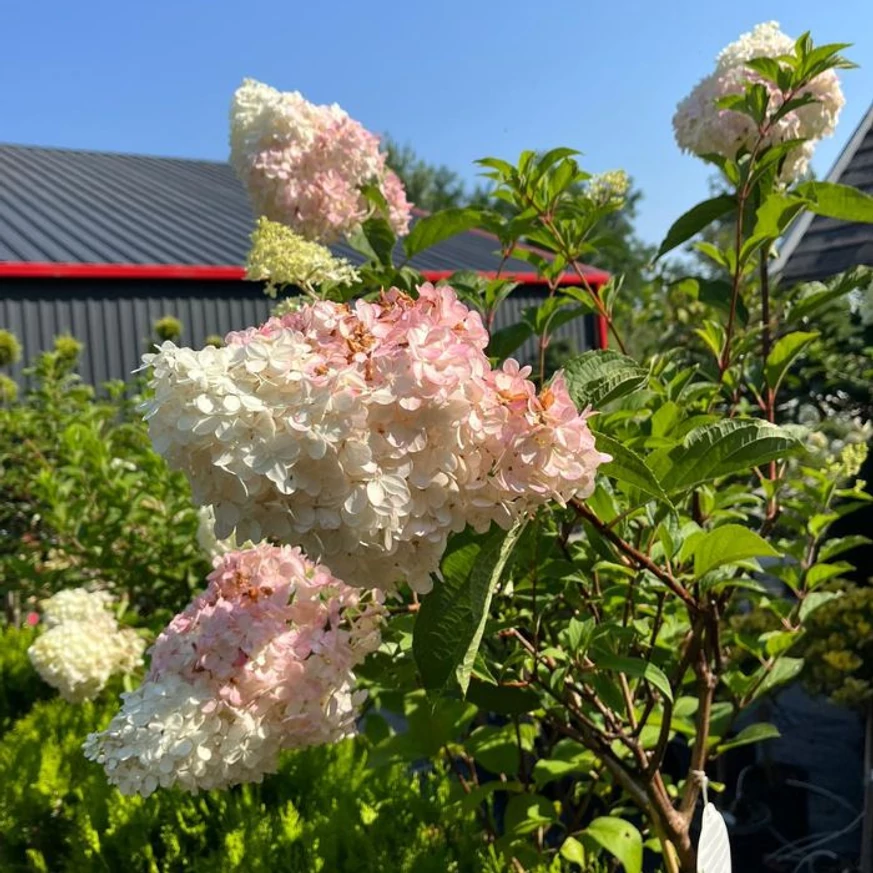 A Vanille Fraise bugás hortenzia színváltása kertészetünkben, júliusban.