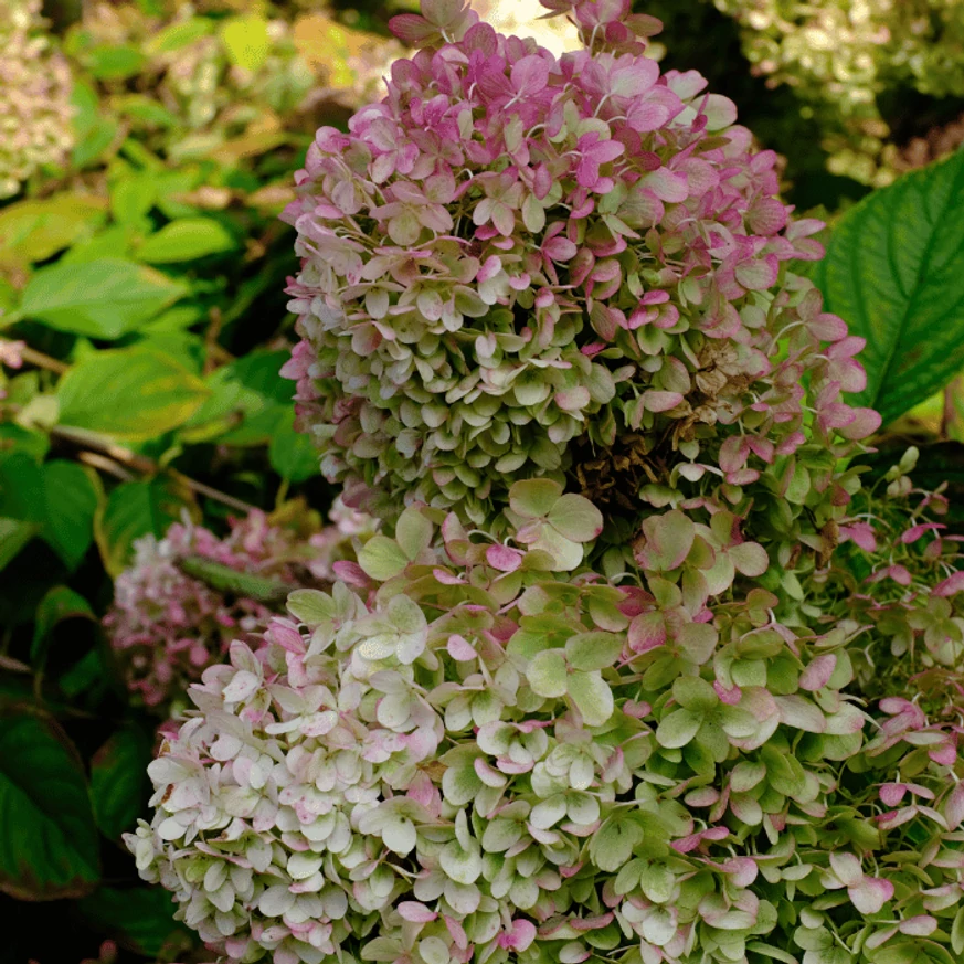 Hydrangea paniculata Phantom XL - Bugás hortenzia