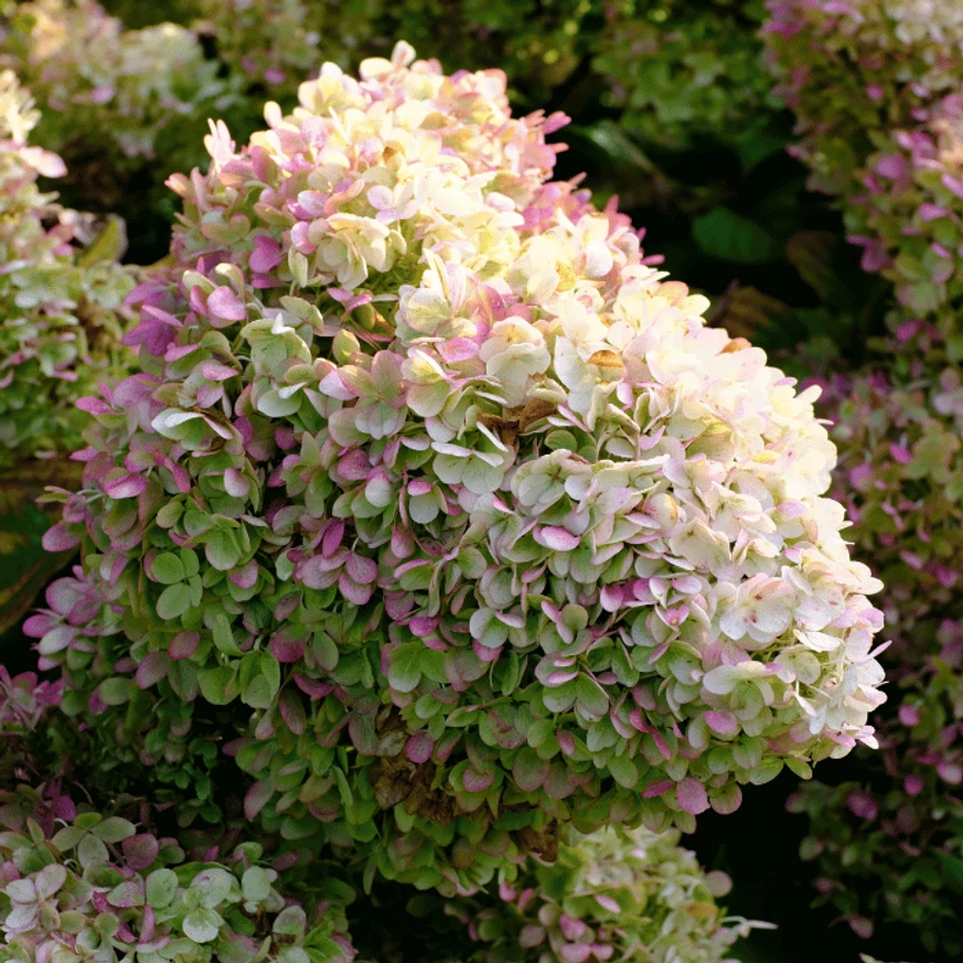 Hydrangea paniculata Phantom XL - Bugás hortenzia
