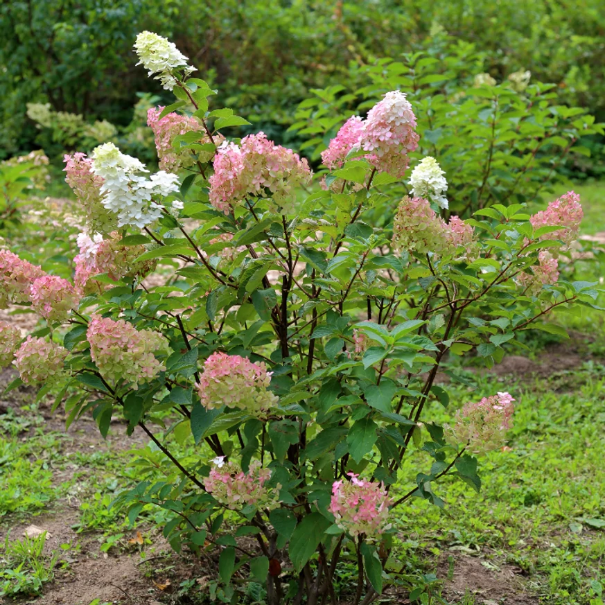 Fehérből rózsaszínbe vált át a Hydrangea paniculata Sundea Fraise hortenziák bugás virágzata.