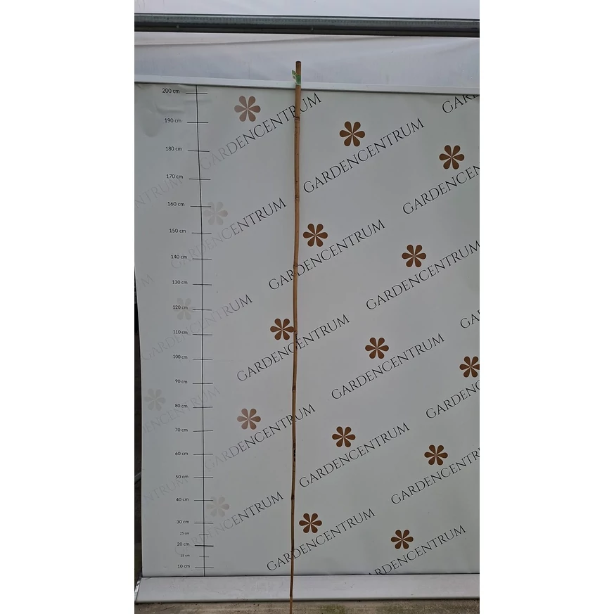 Bambusz termesztő karó 210cm -es változata élőben a telephelyen