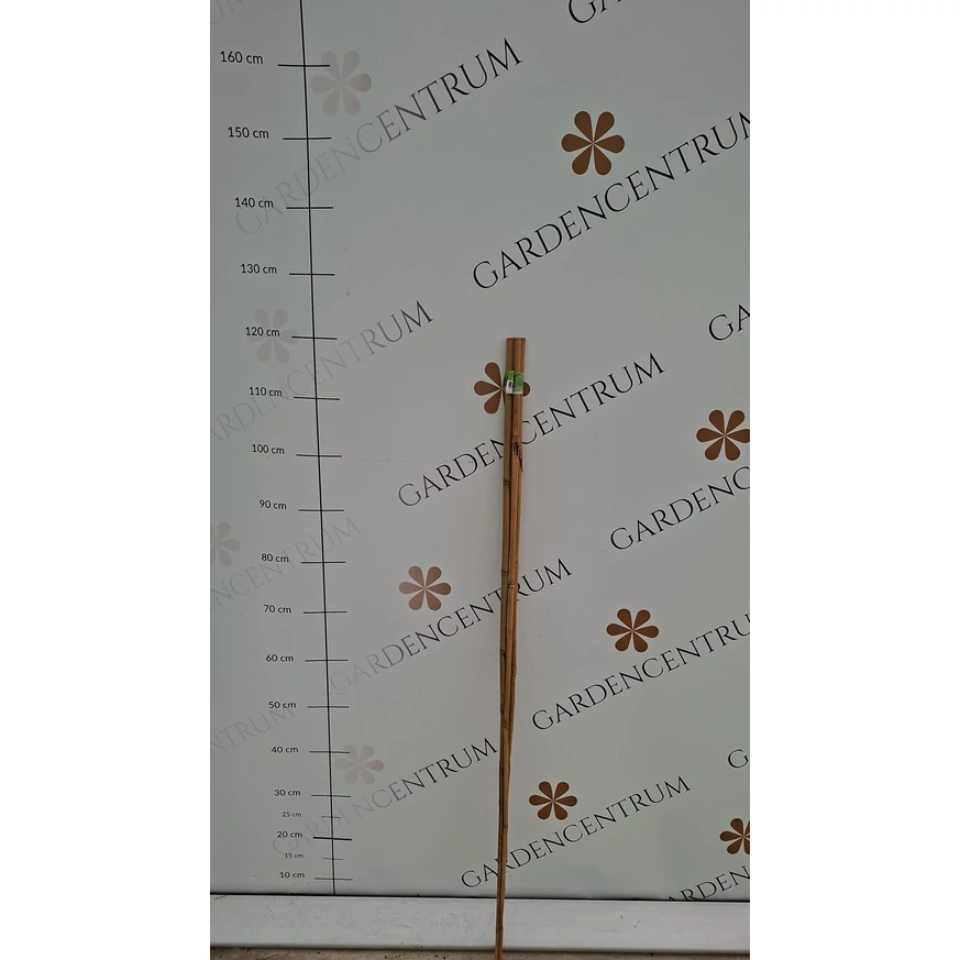 Bambusz termesztő karó magassága a gardencentrum telephelyén 