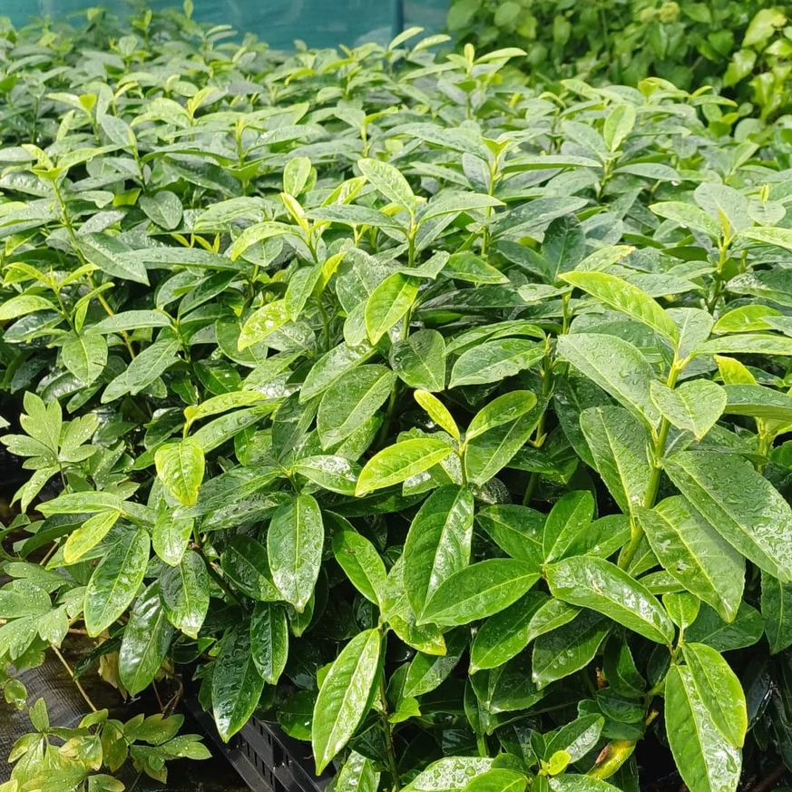 Prunus laurocerasus Genolia növényeink egészséges, dús levélzete május végén. 