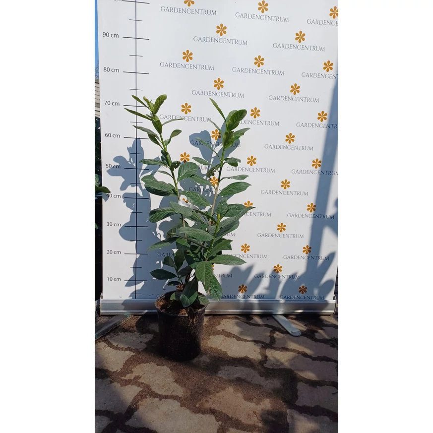 Prunus laurocerasus Novita K2 - Babérmeggy