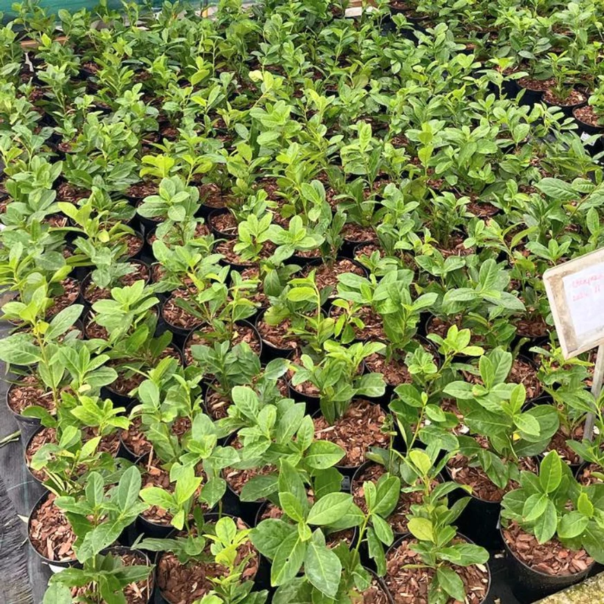 Prunus laurocerasus Novita K2 - Babérmeggy