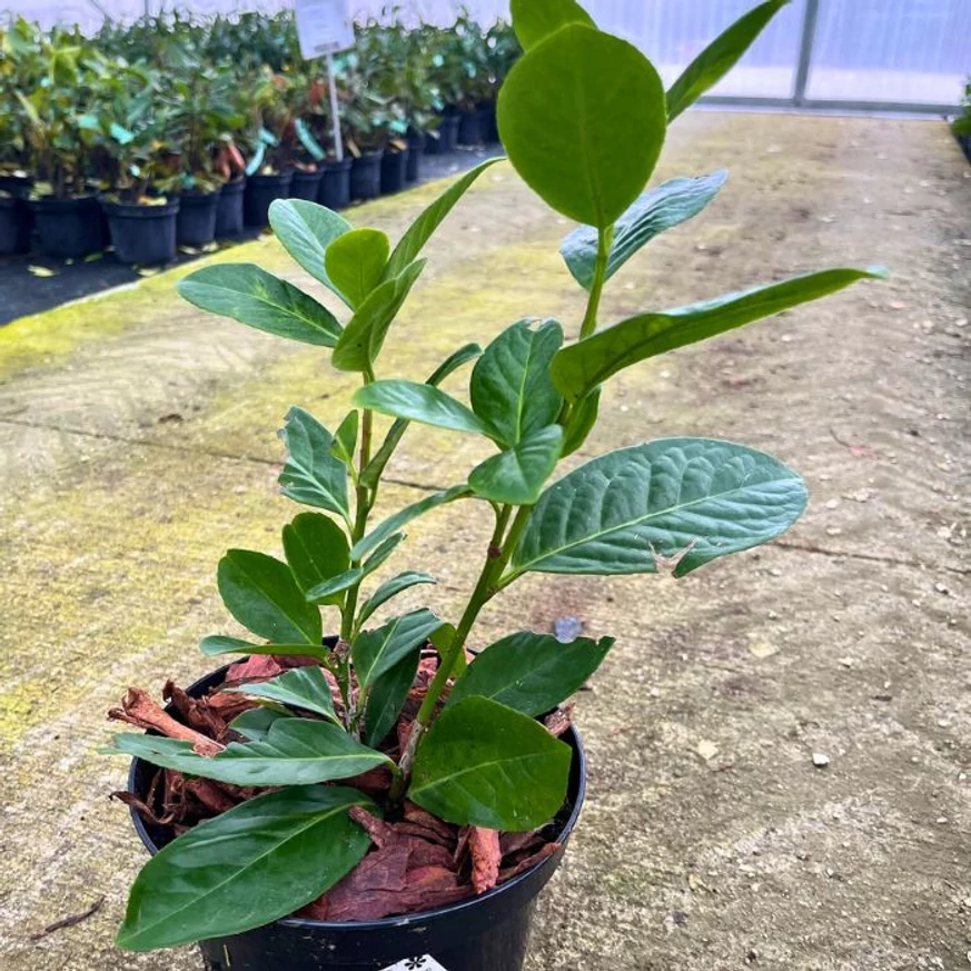 Prunus laurocerasus Novita K2 - Babérmeggy
