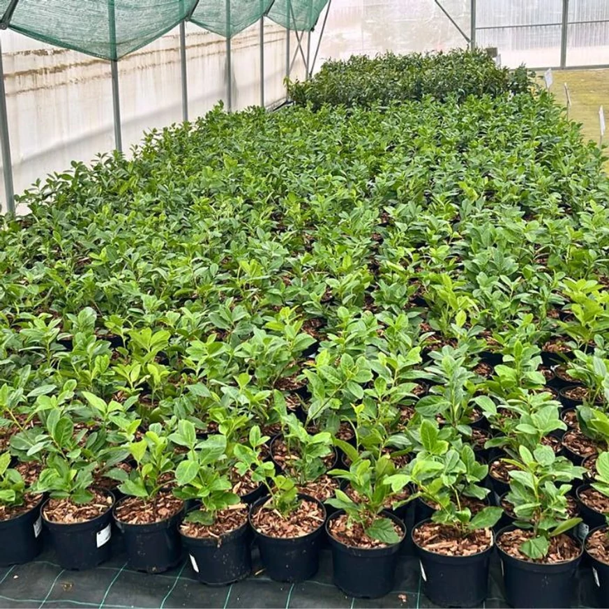 Prunus laurocerasus Novita K2 - Babérmeggy