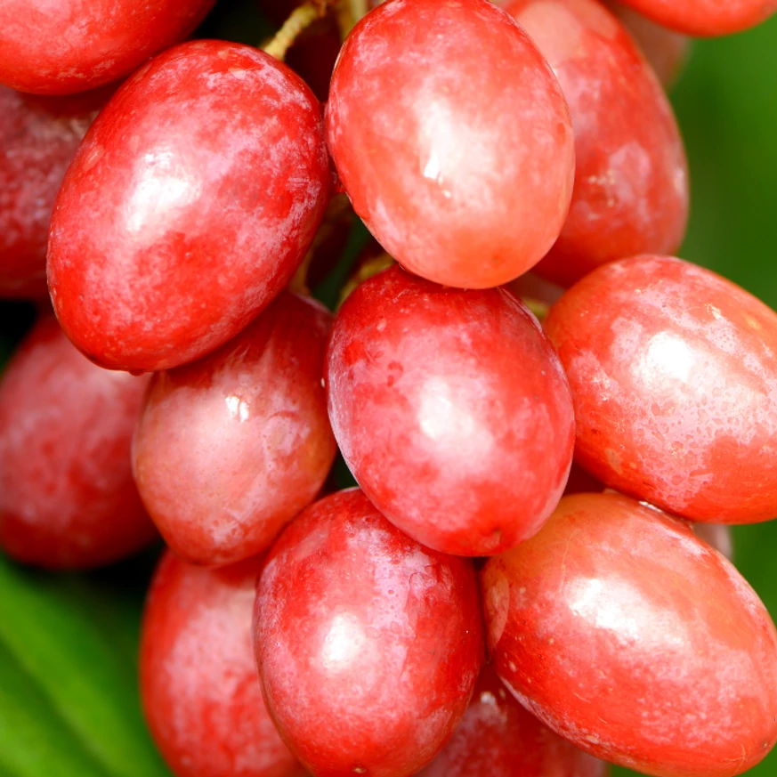 Vitis vinifera Crimson Seedless bogyói érésben.