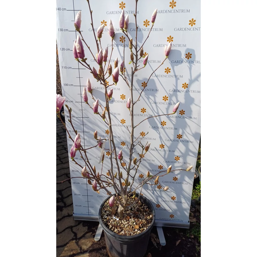 Magnolia stellata cserje március közepén kertészeti telephelyünkön. 