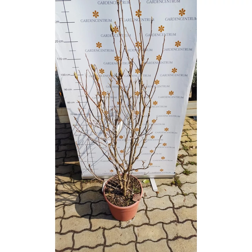 Magnolia Susan K4 - Nagyvirágú liliomfa