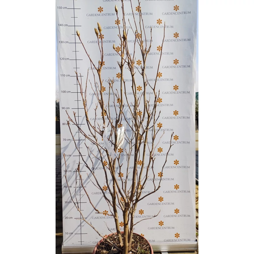 Magnolia Susan K4 - Nagyvirágú liliomfa