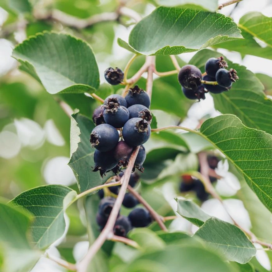 A Amelanchier alnifolia, mézalmácska termései.