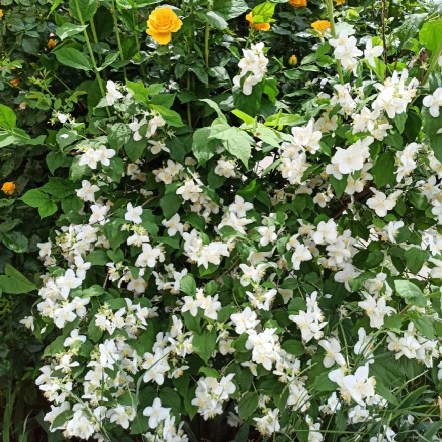 Philadelphus × lemoinei - Kerti jezsámen