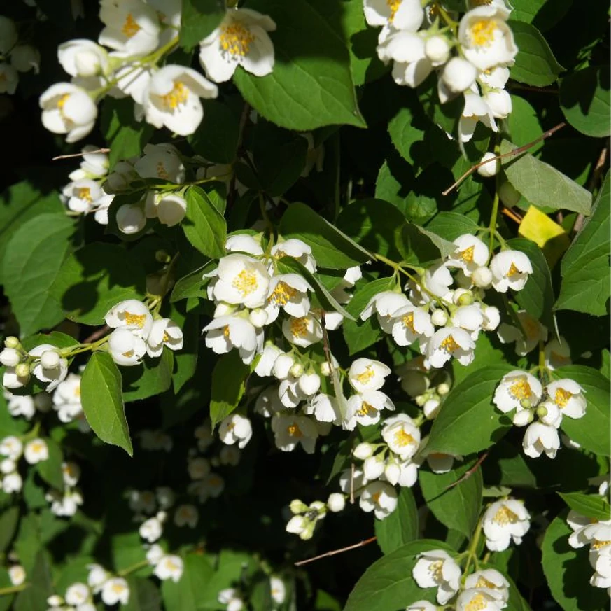 Philadelphus × lemoinei - Kerti jezsámen