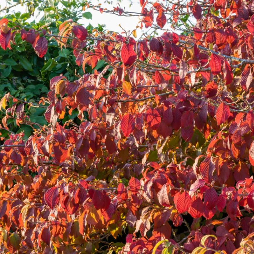 Viburnum plicatum Mariesii őszi lombszíne. 