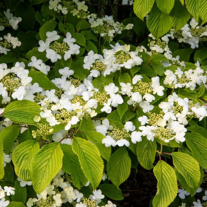 Viburnum plicatum Mariesii K10 - Redős levelű bangita