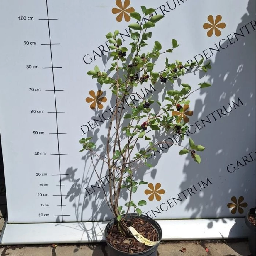 Amelanchier alnifolia cserje májusban kertészeti telephelyünkön.