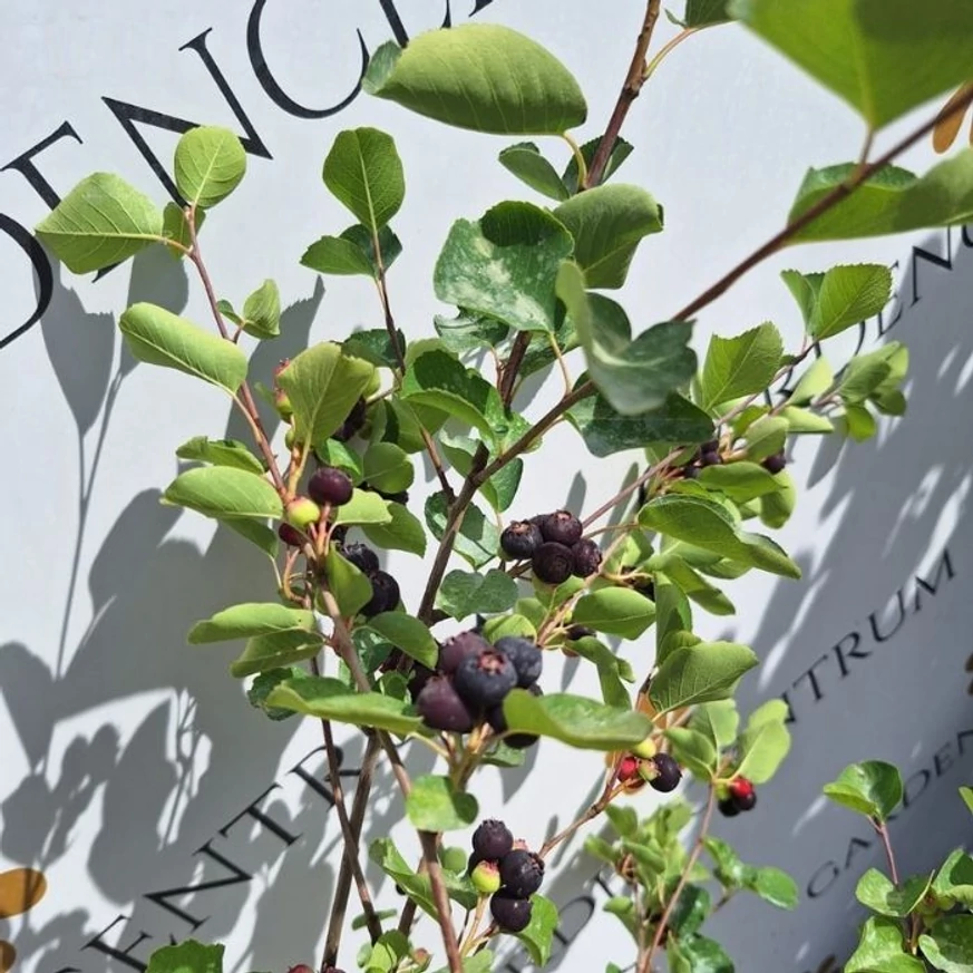 Amelanchier lamarckii lombozata közelről.