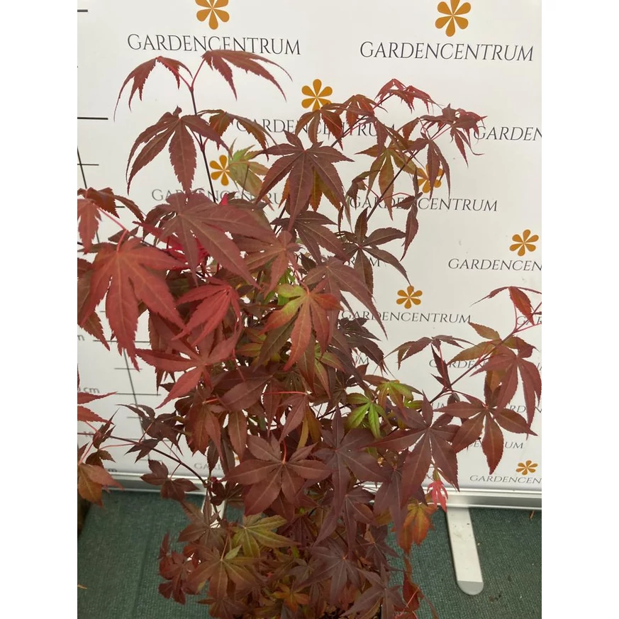 Acer palmatum Atropurpureum - Bonsai japán juhar