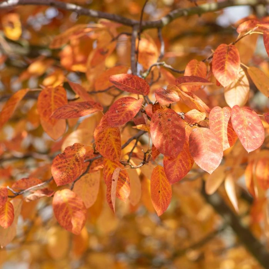 Amelanchier lamarckii őszi lombszíne. 