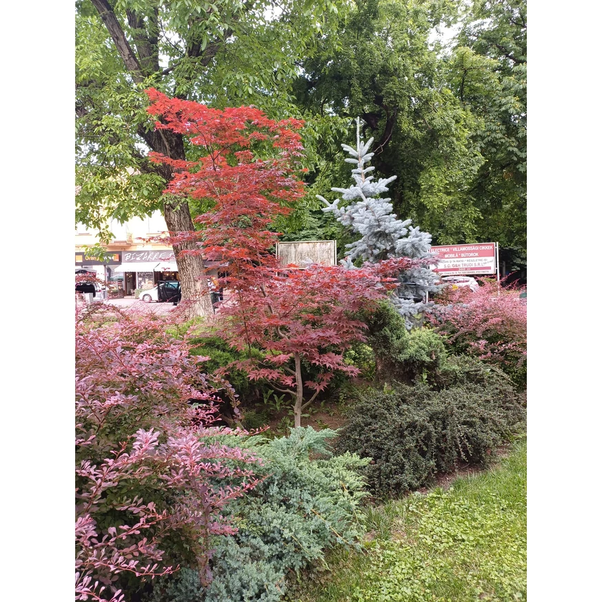 Parkba ültetett Acer palmatum Atropurpureum.