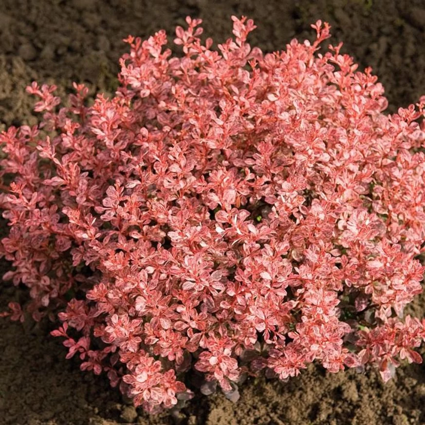 A Berberis thunbergii Inspiration tarka japán borbolya gömbölyű és kompakt kis bokra.