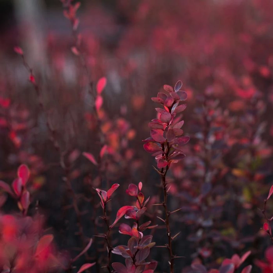 A Berberis thunbergii Rose Glow rózsaszínes bordó lombozata.