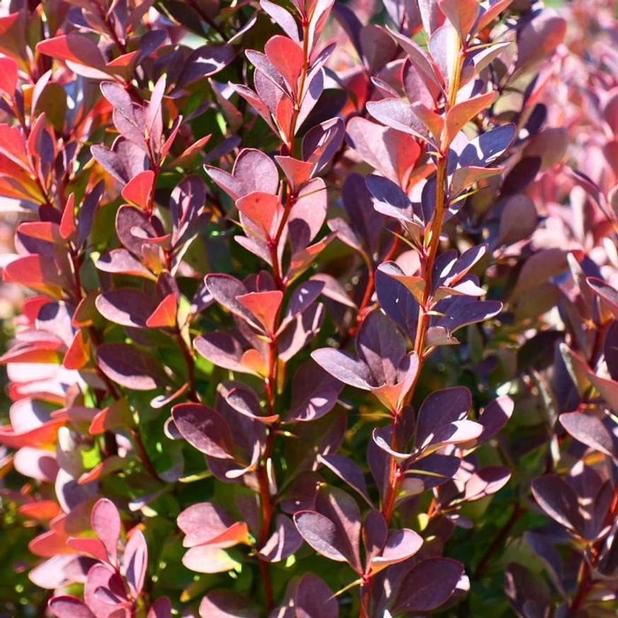 A Berberis thunbergii Rose Glow lombozata teljes napfényben színeződik a legszebben.