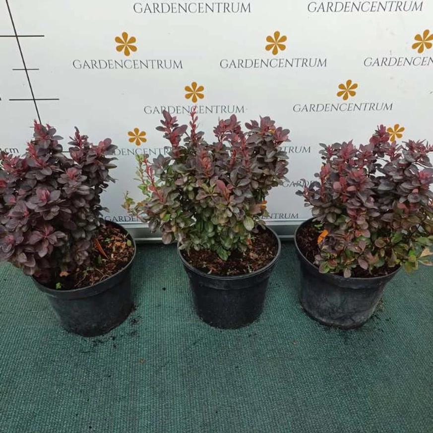 Berberis thunbergii Concorde cserépben.