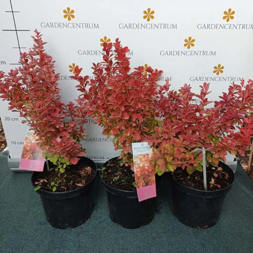 Berberis thunbergii Orange Ice K3 - Japán borbolya