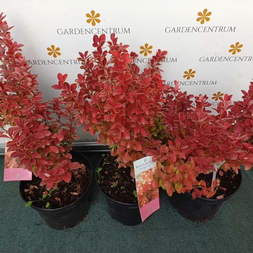 A Berberis thunbergii Orange Ice konténerben, augusztusban.