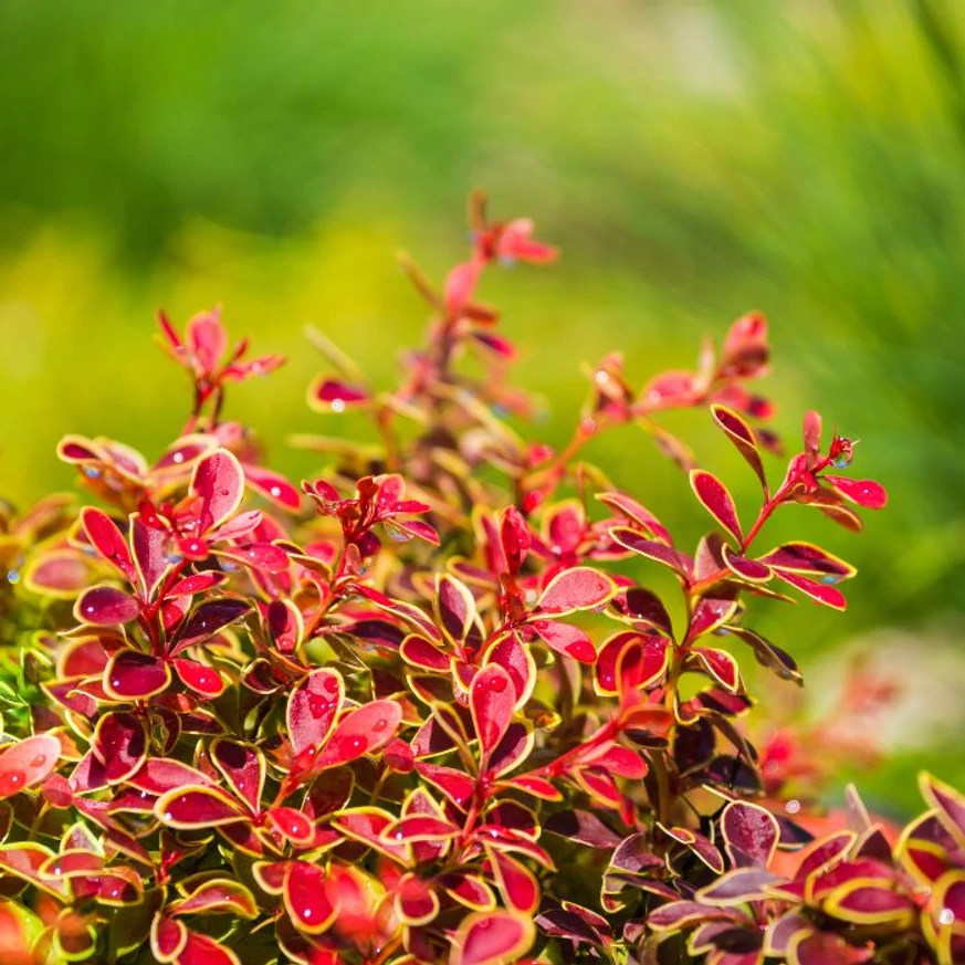 Berberis thunbergii Orange Ice K3 - Japán borbolya